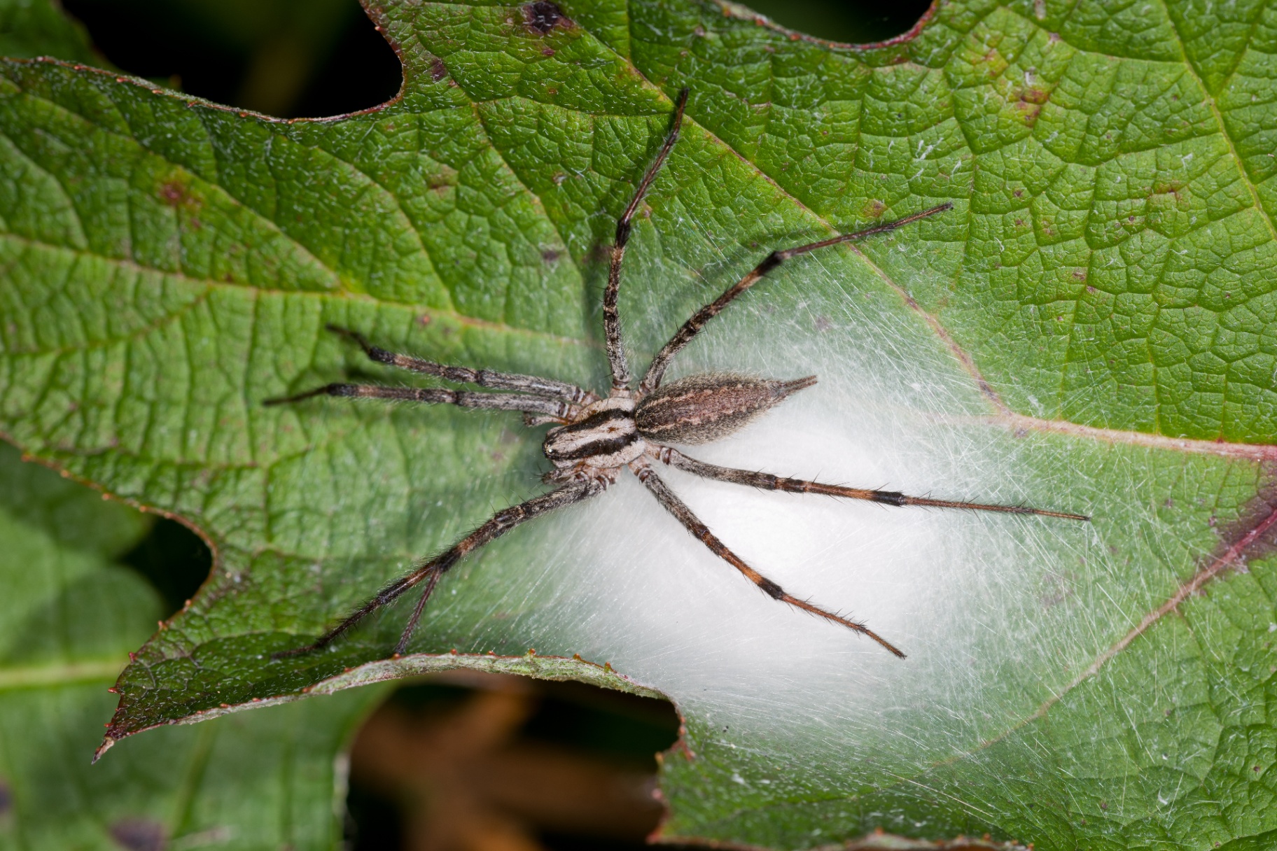 Grass / Funnel Weaver Spider (Family Agelenidae)