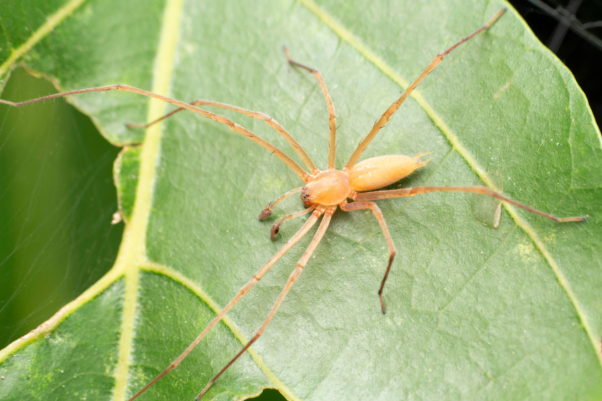 Yellow Sac Spider (Cheiracanthium inclusum)