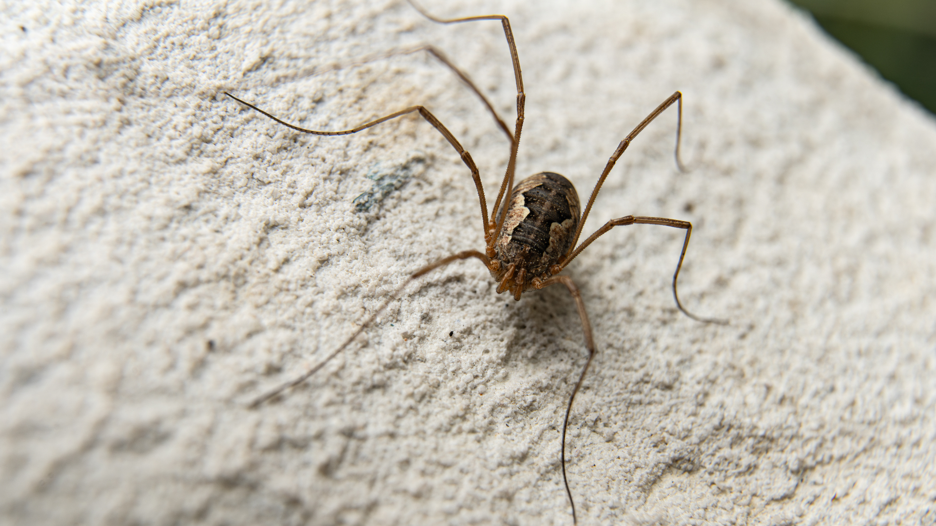 Cellar Spider (Daddy Long-Legs) (Pholcus phalangioides)