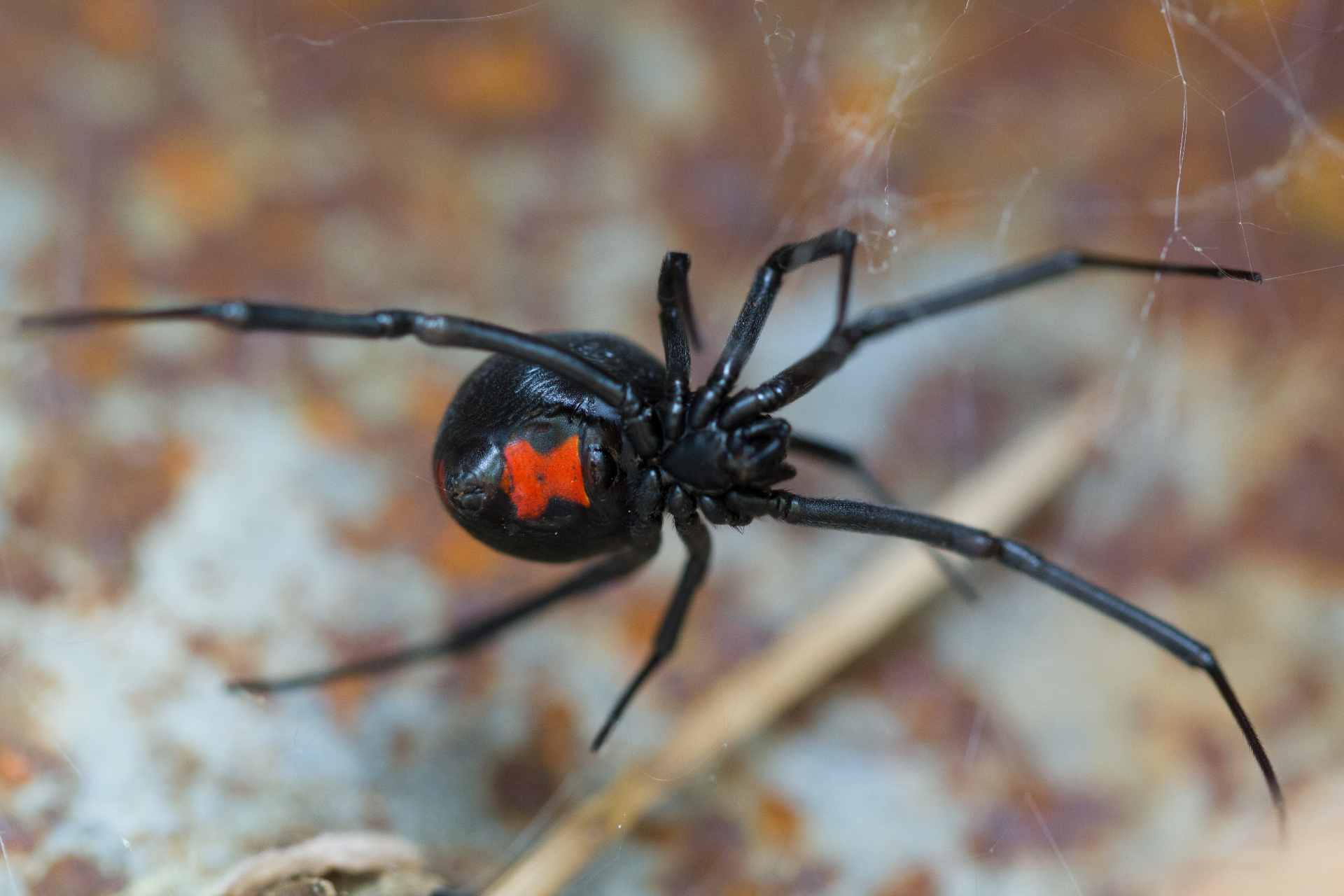 Western Black Widow (Latrodectus hesperus)