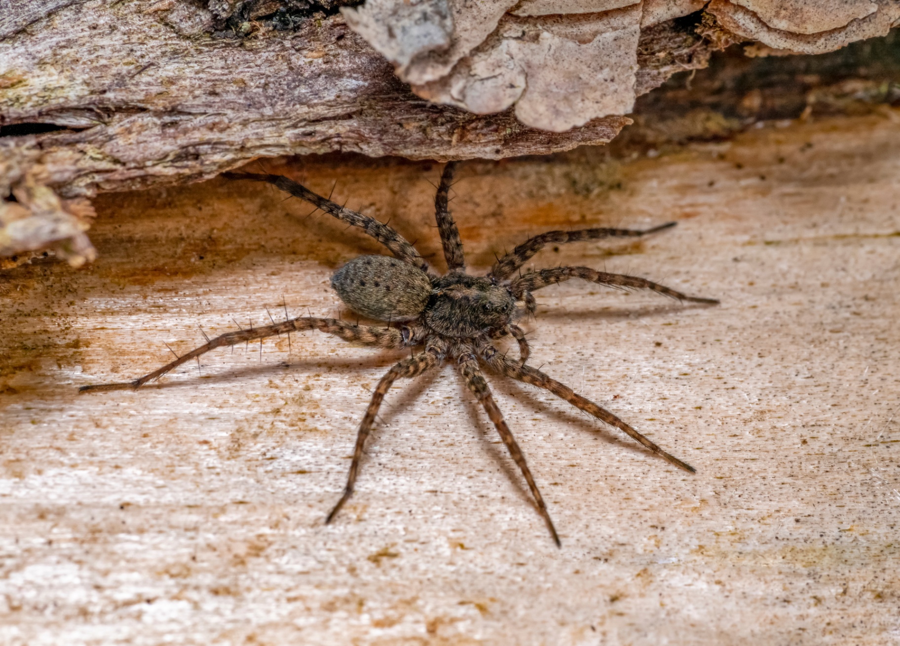 Wolf Spider (Family Lycosidae)