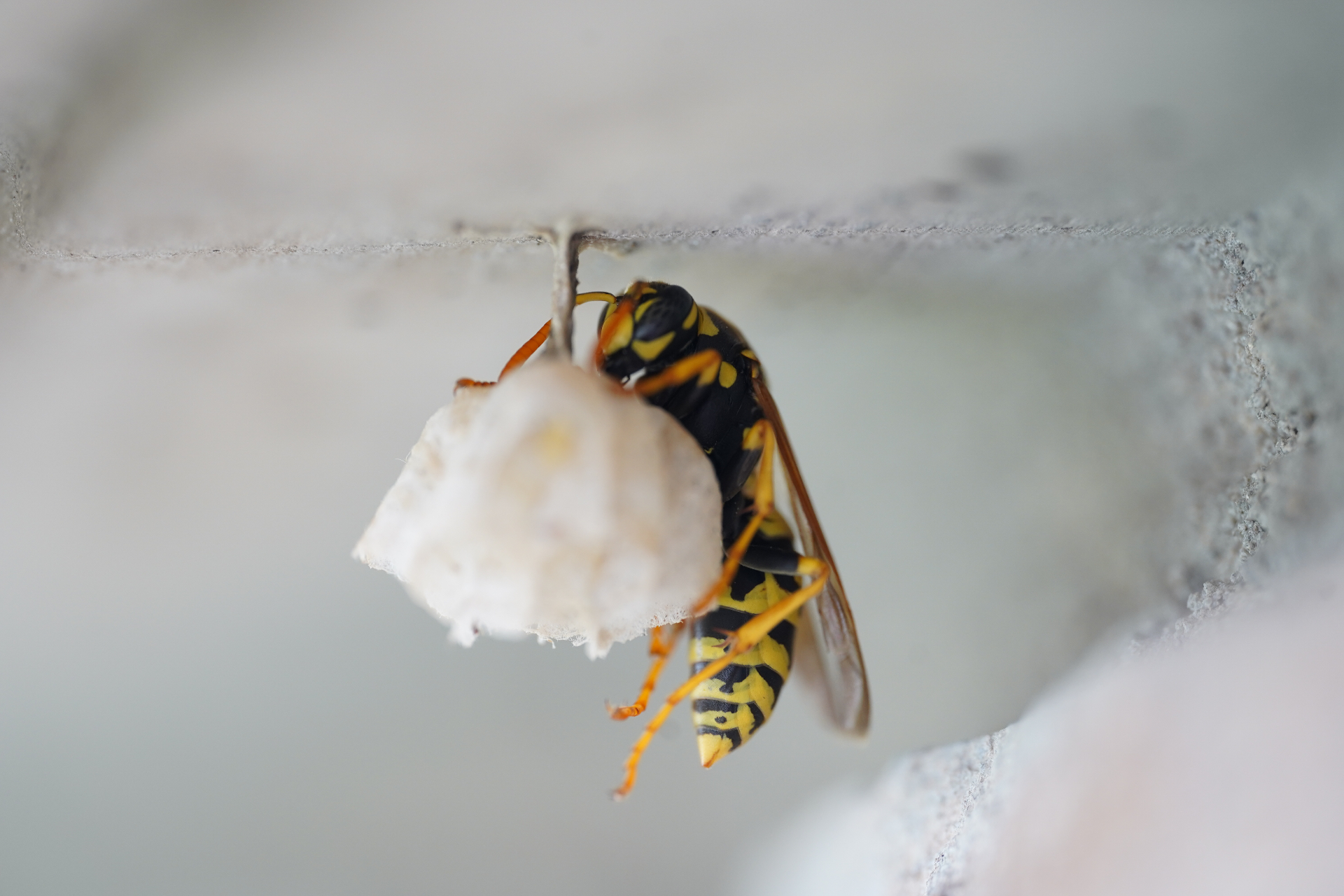 European Paper Wasp (Polistes dominula)