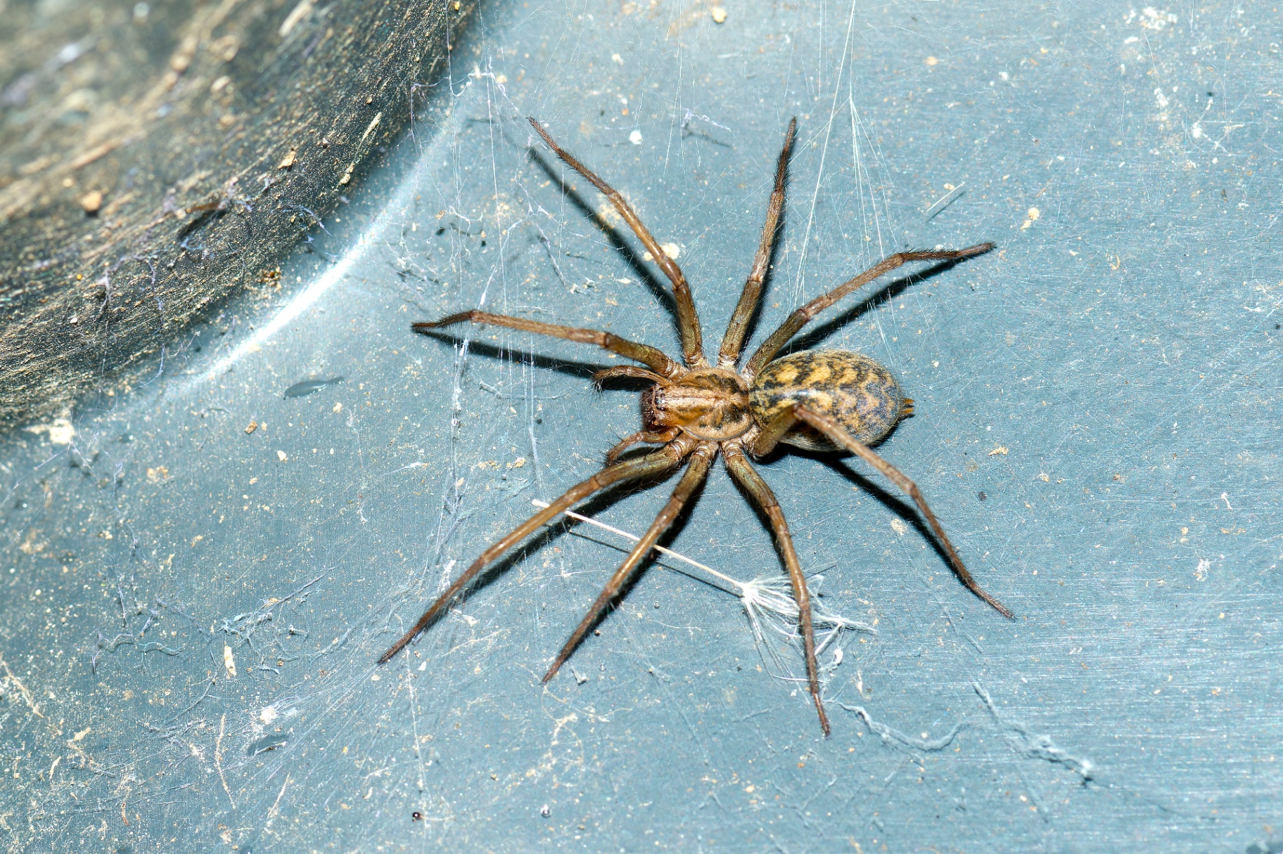 Hobo Spider (Eratigena agrestis)